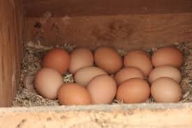 Fresh brown and white eggs
